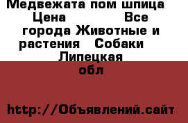 Медвежата пом шпица › Цена ­ 40 000 - Все города Животные и растения » Собаки   . Липецкая обл.
